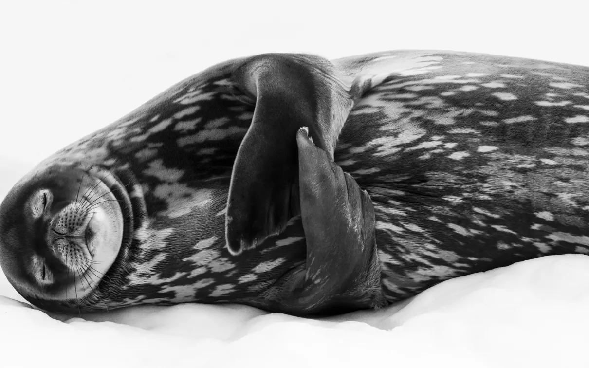Wildlife Photographer of the year photography Experience our world in vivid detail, beholding extraordinary species through unimagined perspectives.
