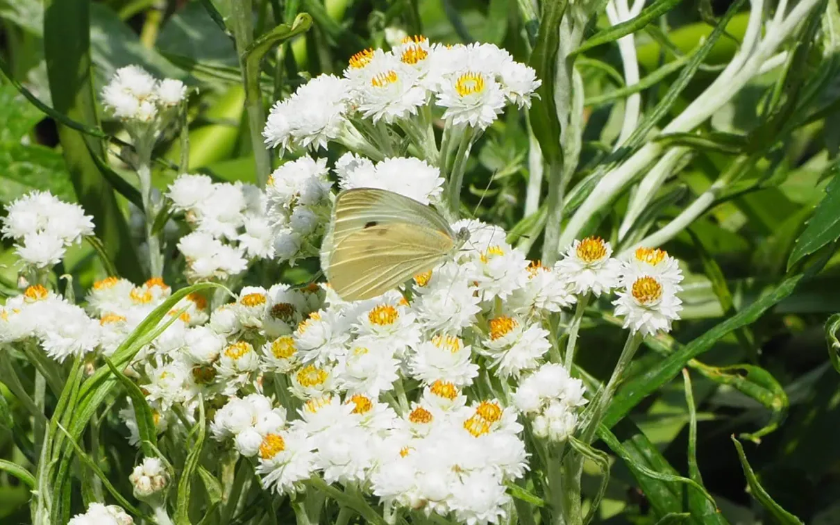 The Cabbage White butterfly.