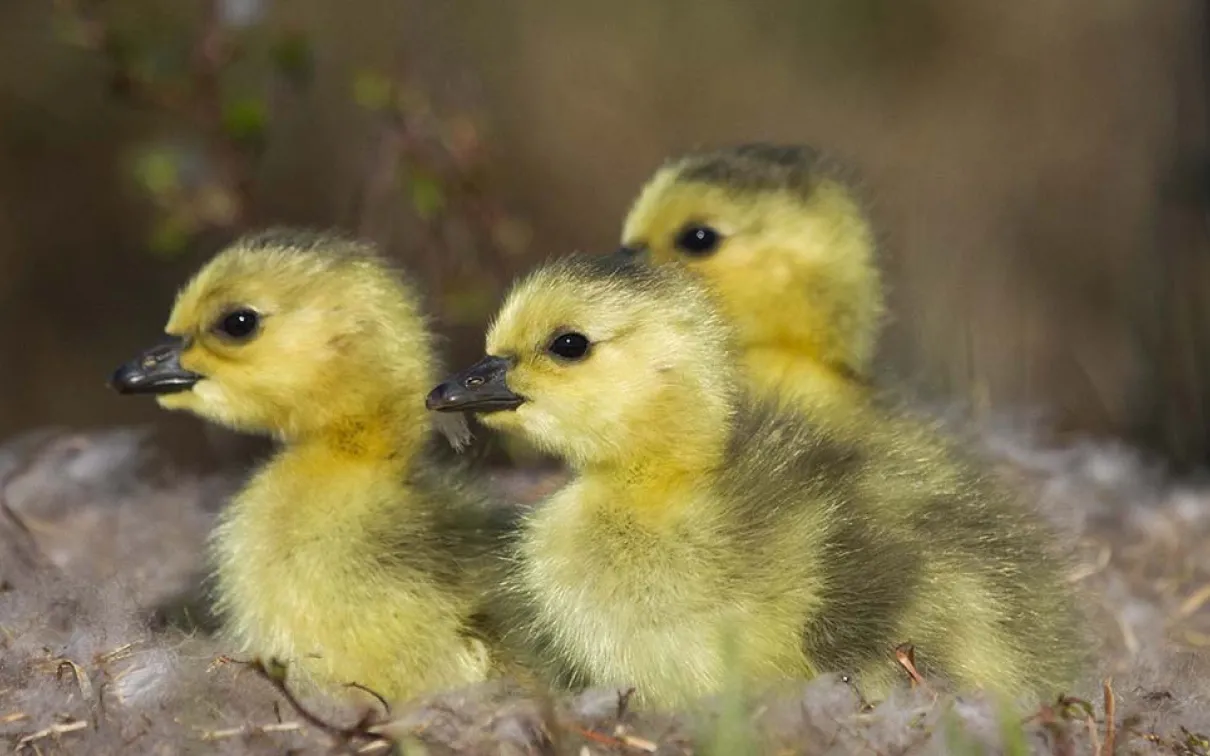 Chicks in a nest.