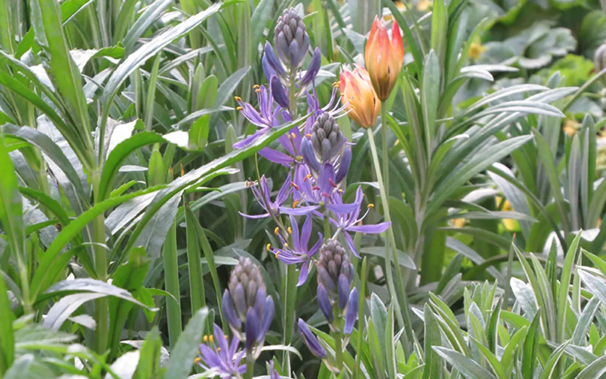 Camassia leichtlinii.