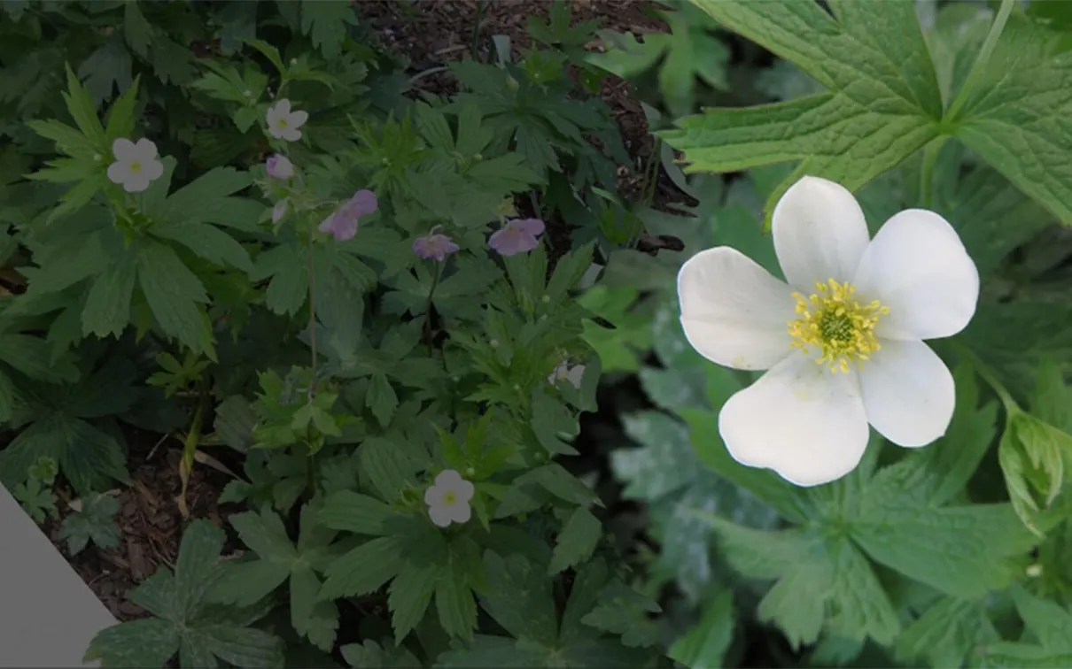 Canada anemone.