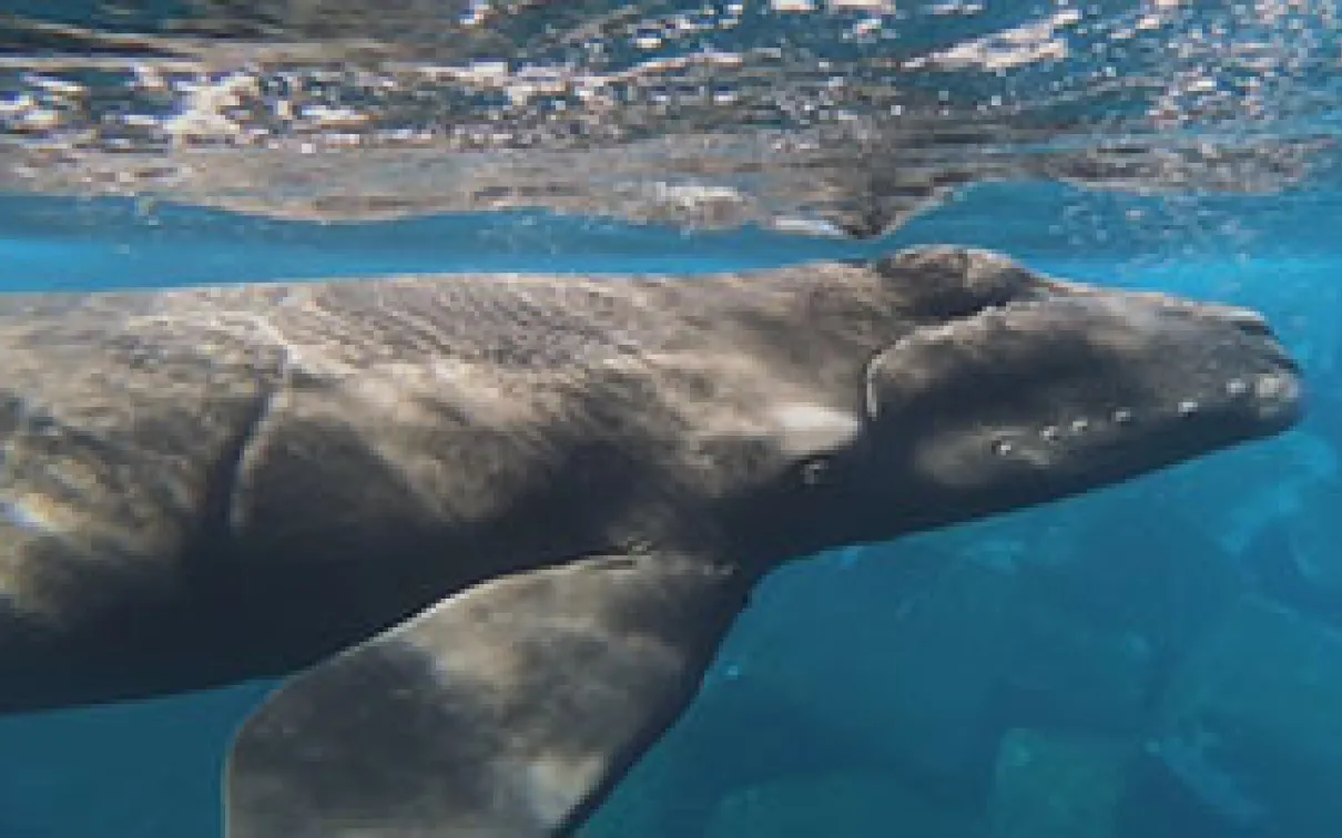 Photo of Canary Calf
