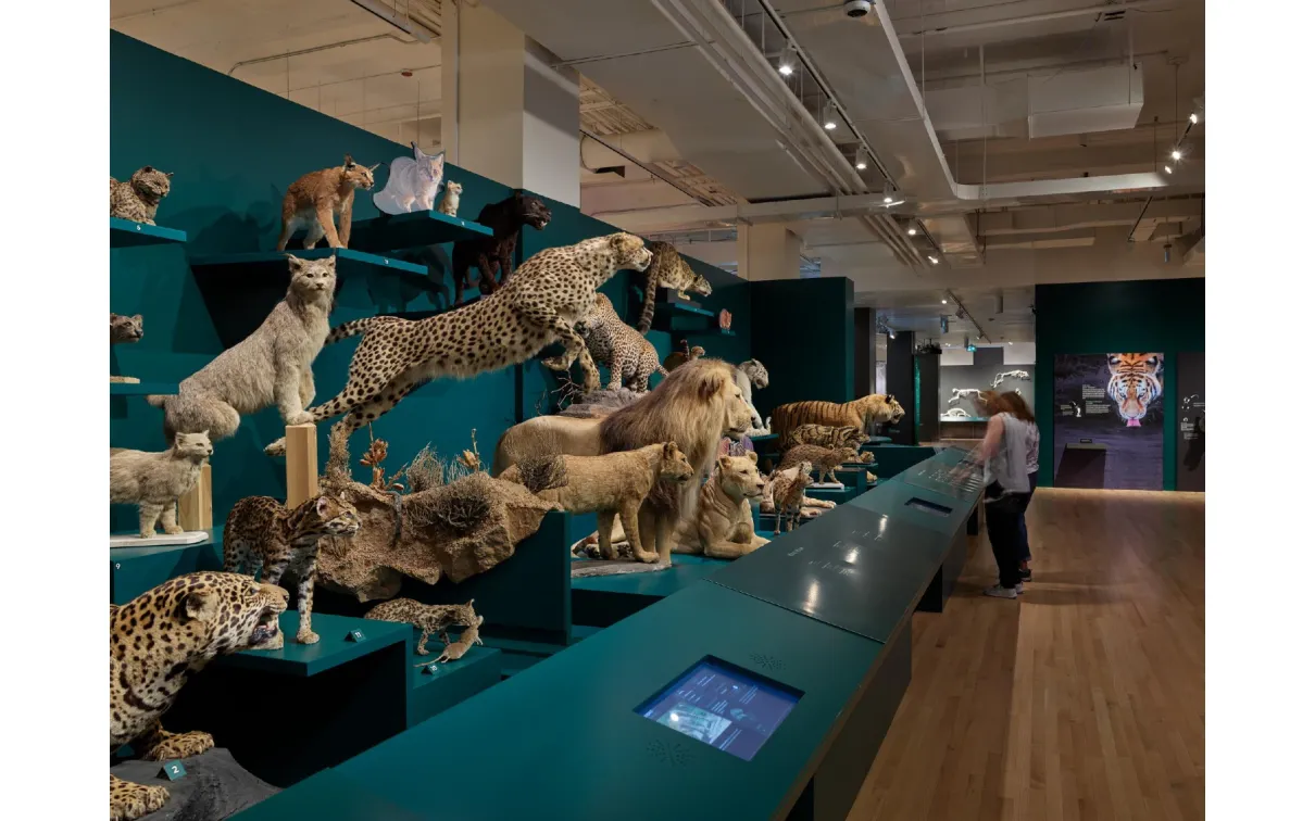 in-gallery image of many cat specimens