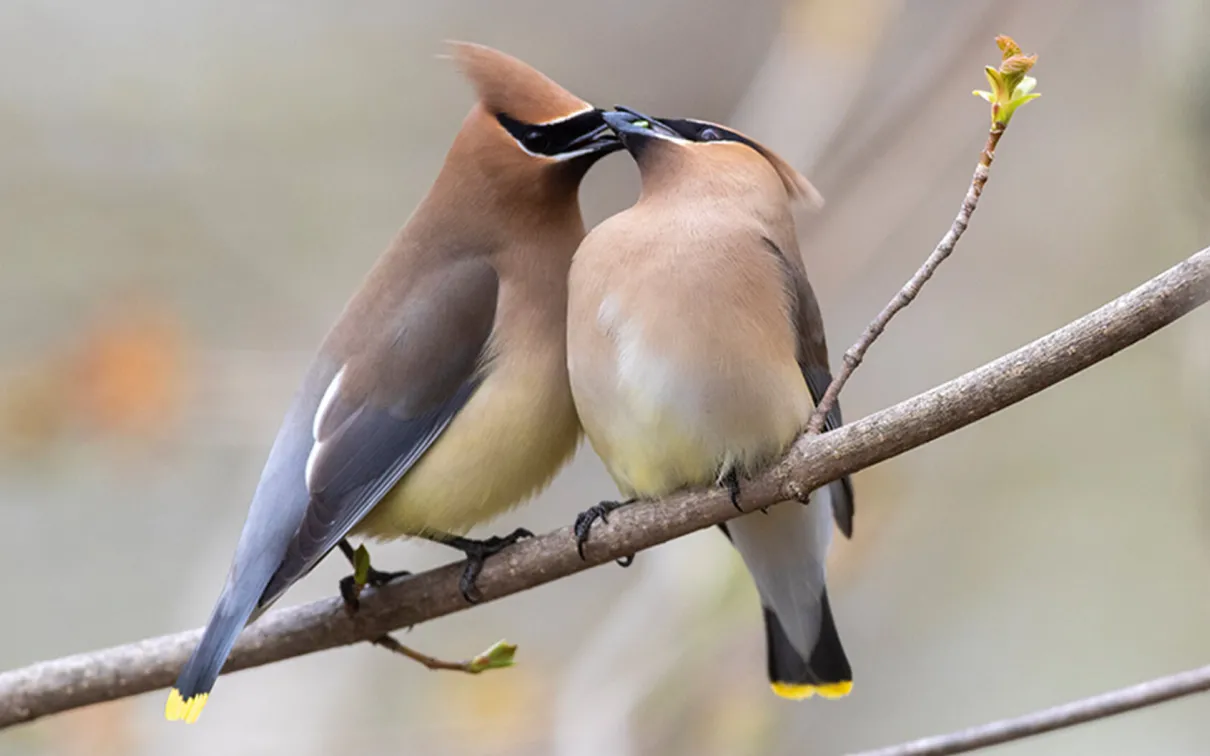 A pair of Cedar Waxwings mid-courtship.