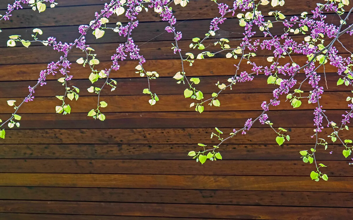 Cercis canadensis.