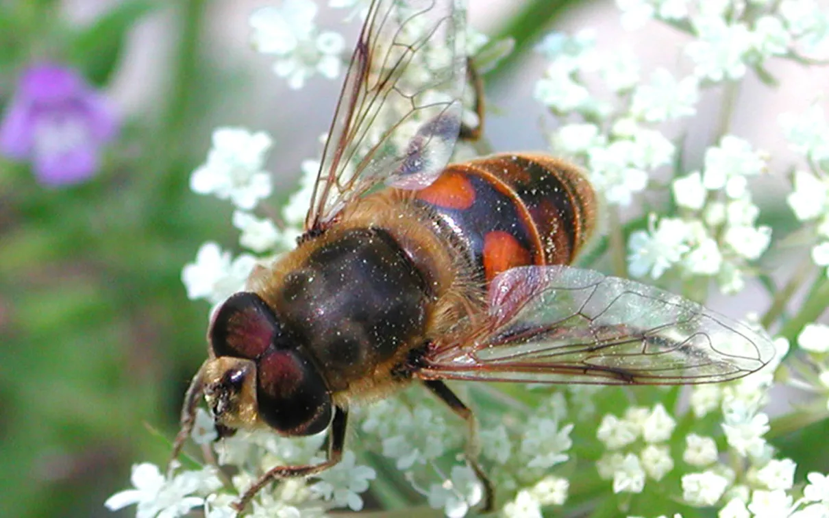 The common drone fly.