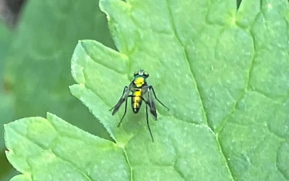 The long-legged fly.