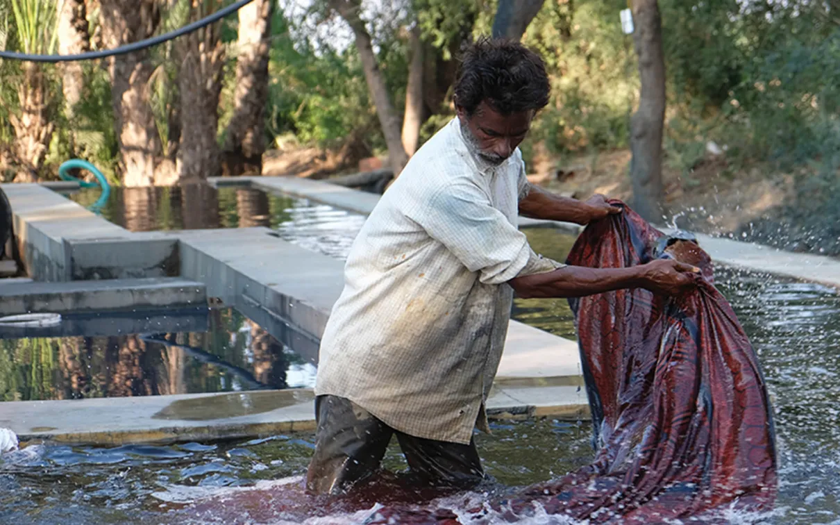 Cotton dyers rinsing fabric in rainwater