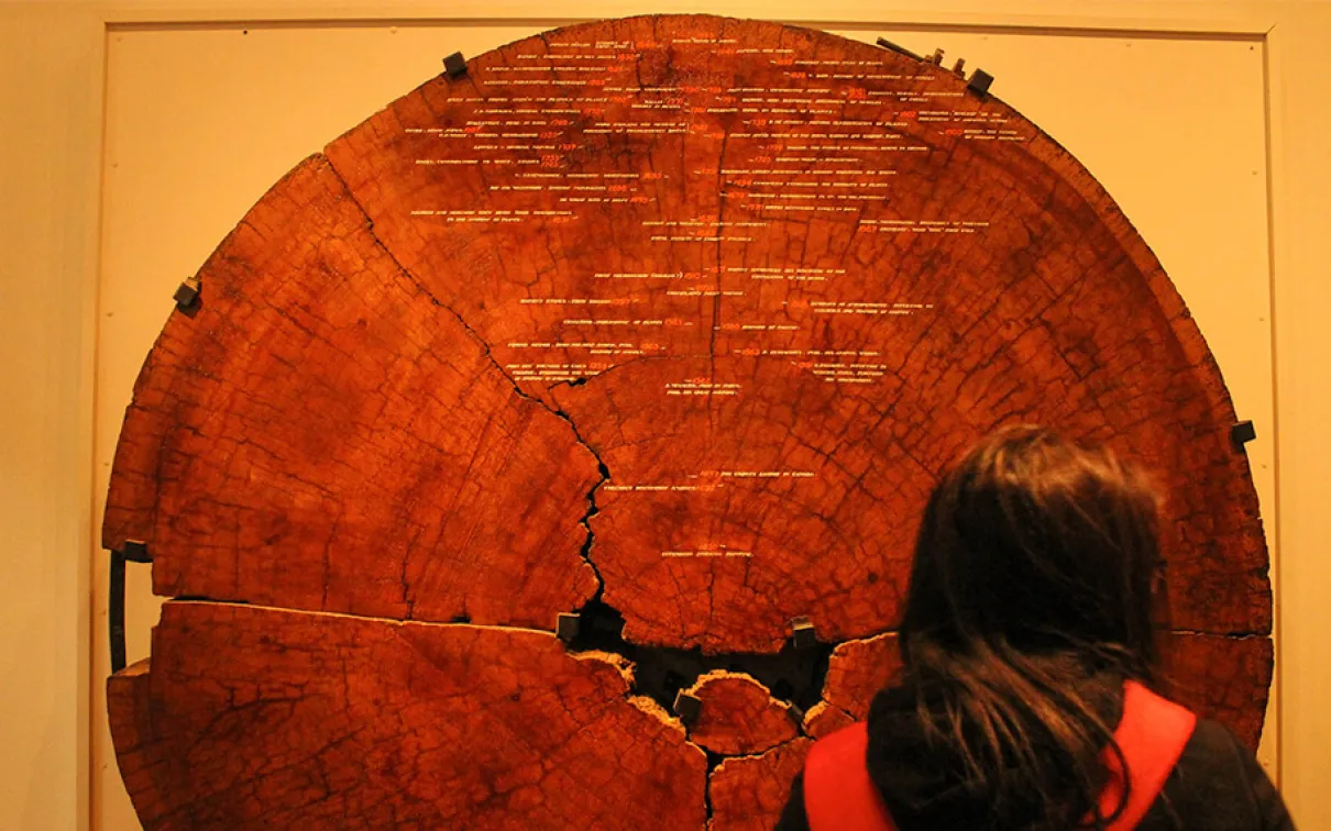 A young girl standing in front of the ROM's Tree Cookie on display.
