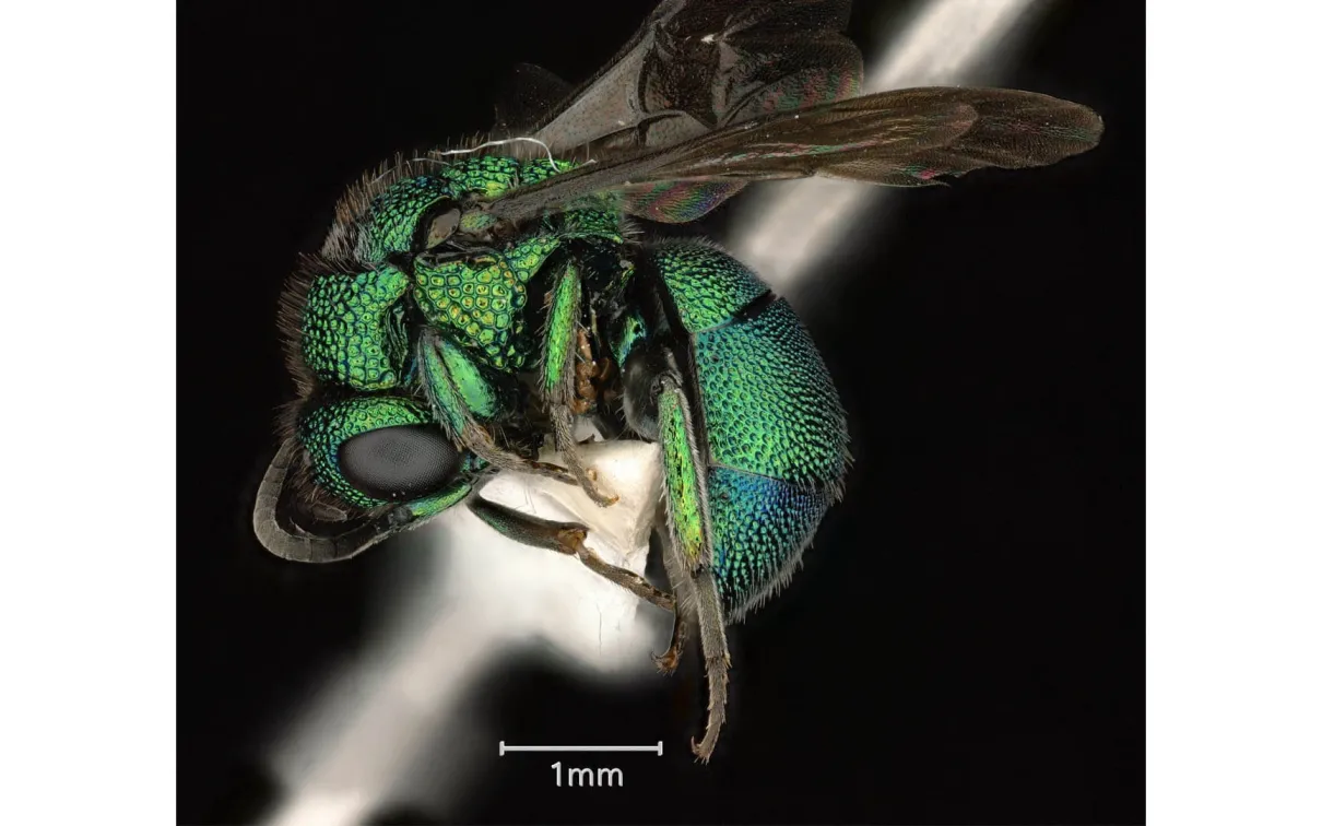 Photograph of a cuckoo wasp.