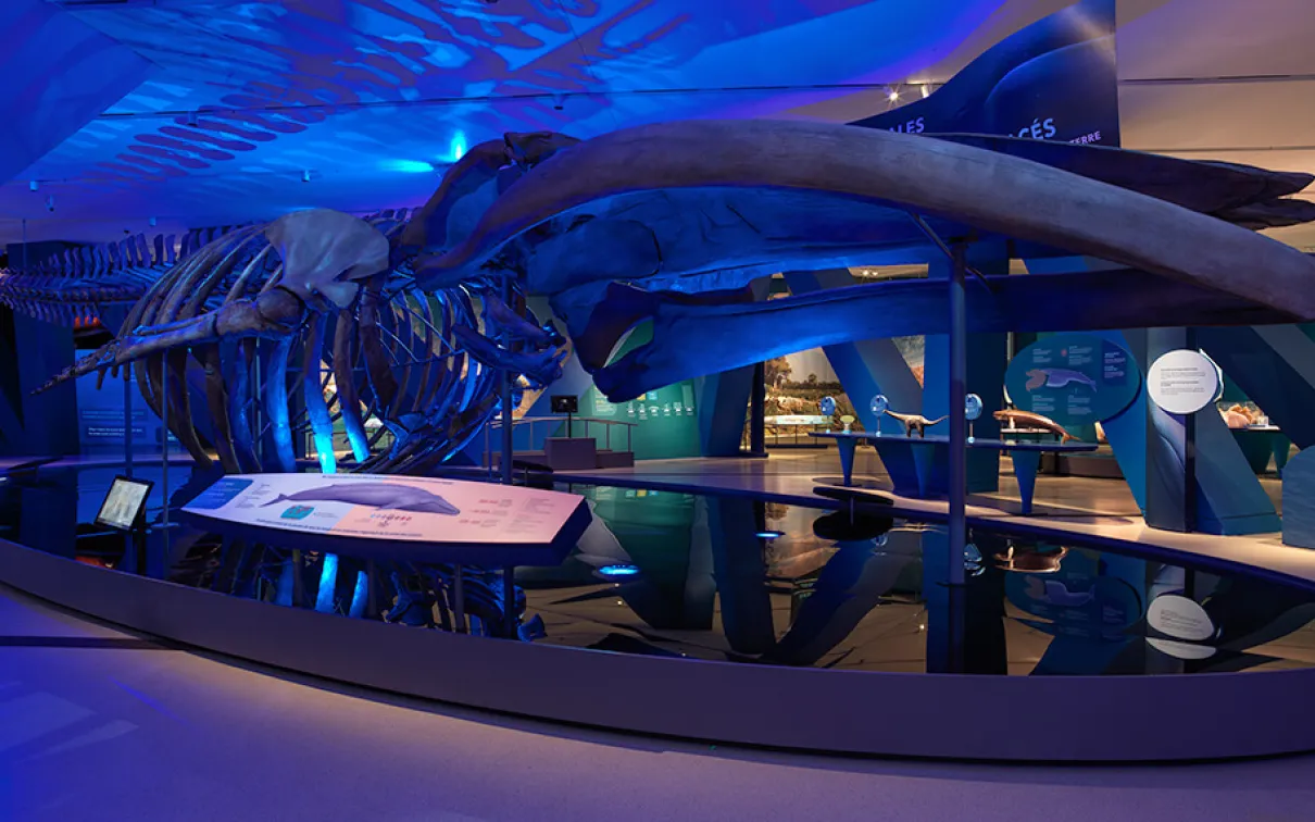 Espace d'exposition Blue Whale au Musée royal de l'Ontario.