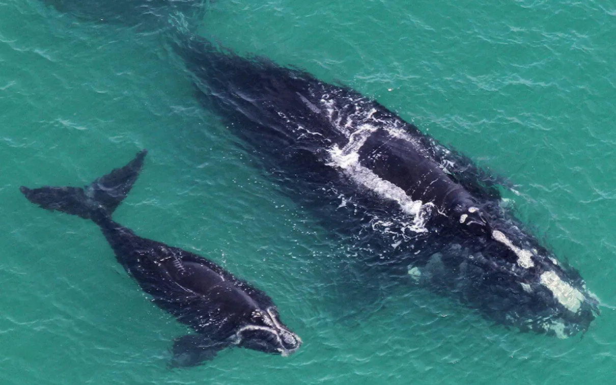 Mother and calf North Atlantic right whales. © National Oceanic and Atmospheric Administration / Canadian Wildlife Federation.
