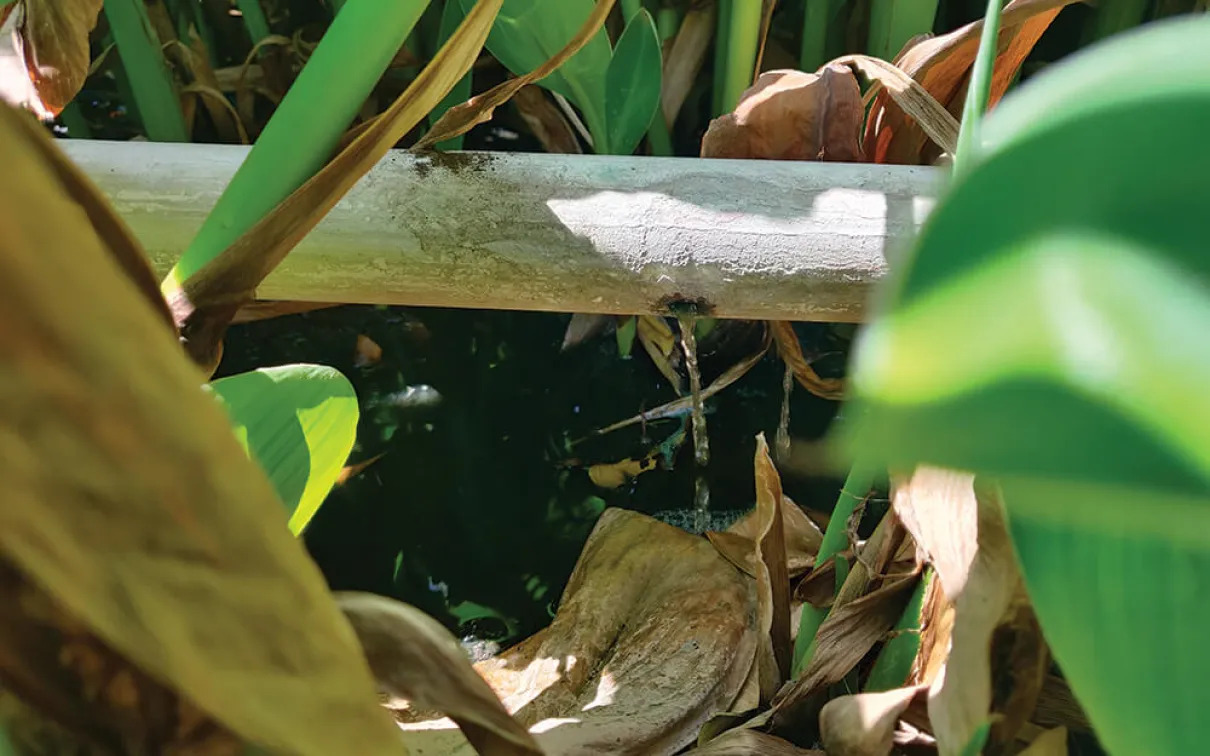 Effluent s'écoulant dans le système de bioremédiation.