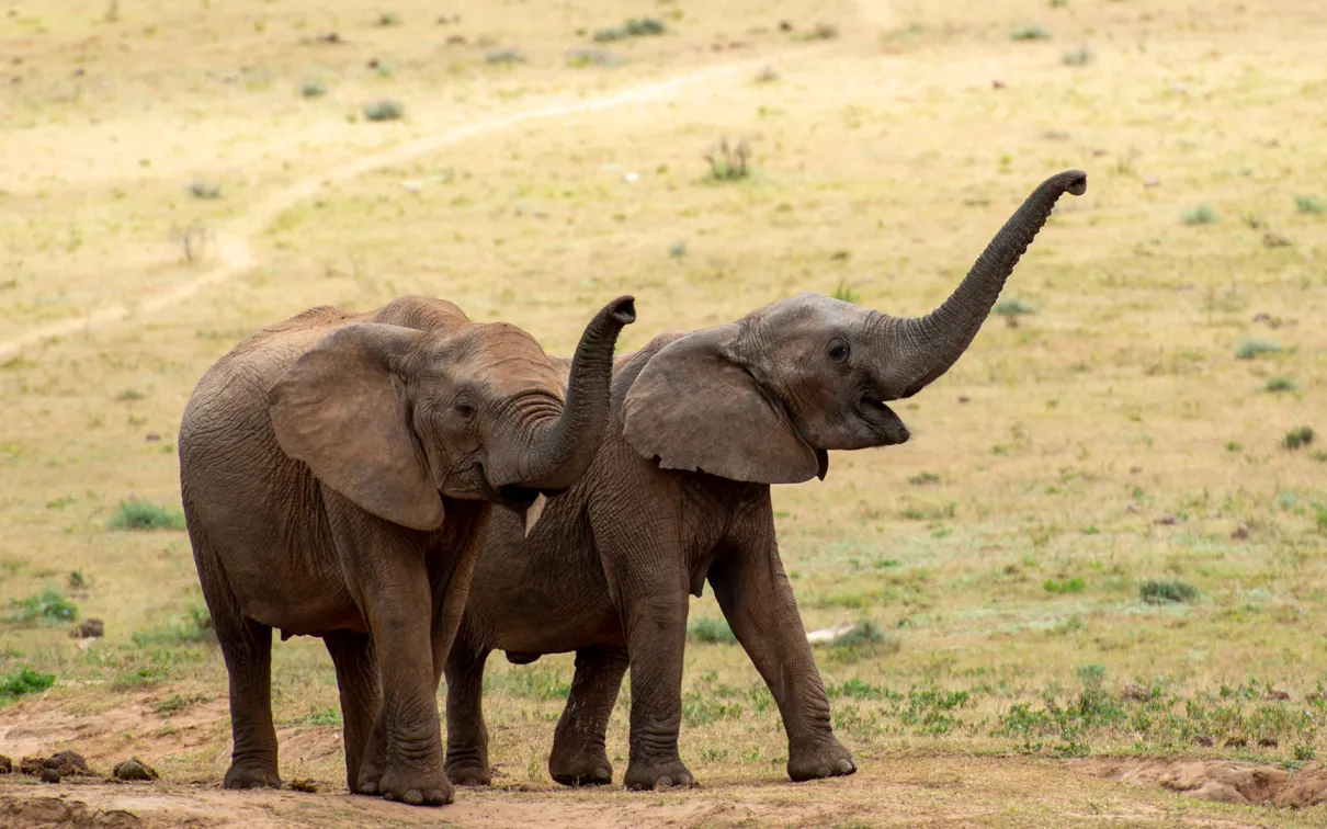 Two elephants raising their trunks