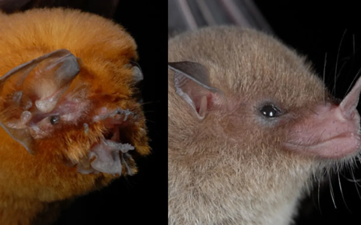 close up showing the physical characteristic differences of two types of bats