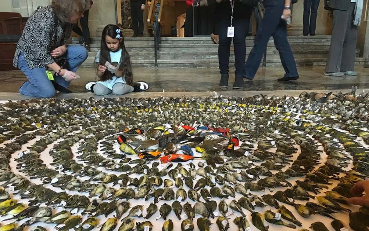 FLAP installation at the ROM to draw attention to bird fatalities in urban environments.