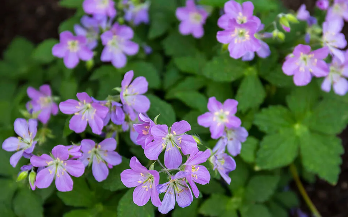 Geranium maculatum.