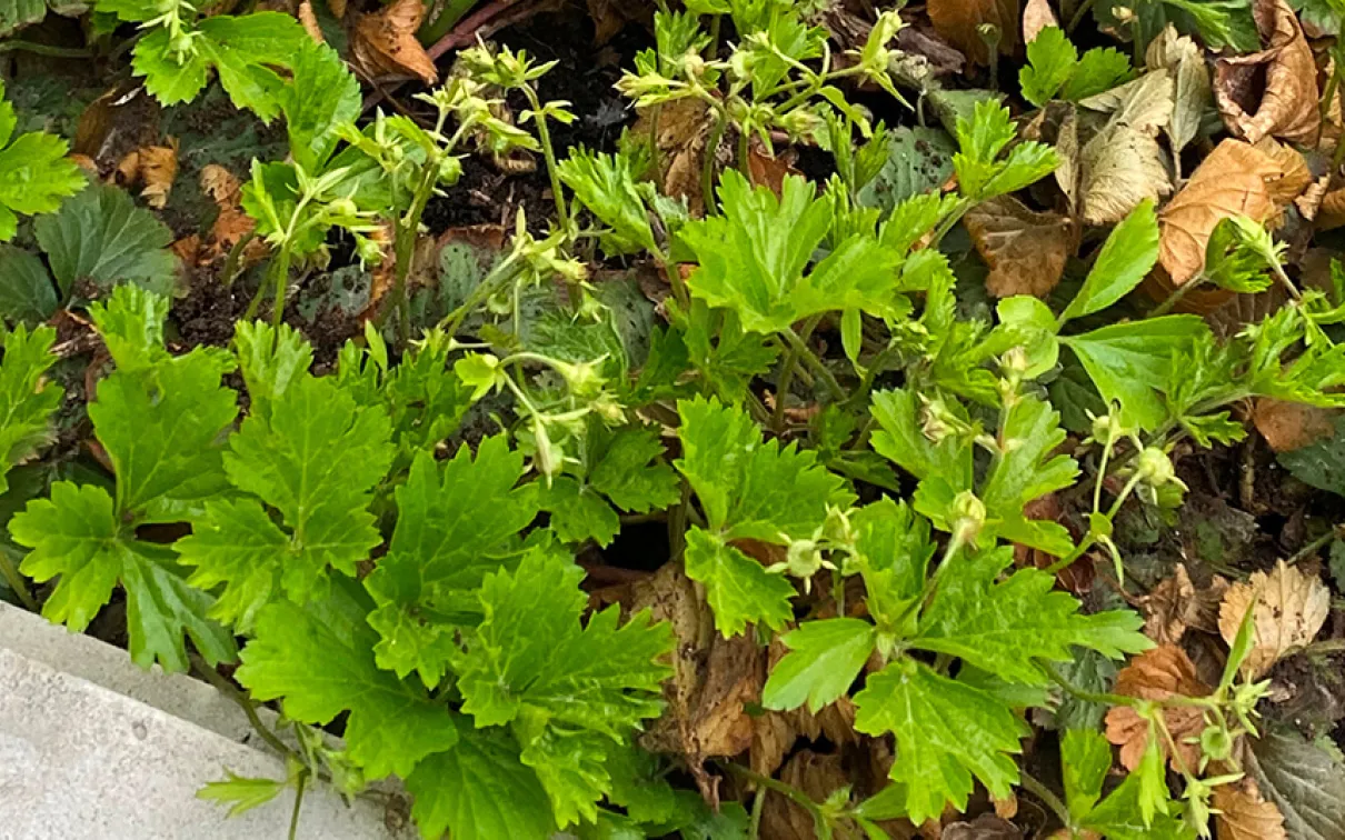 Green leaves.