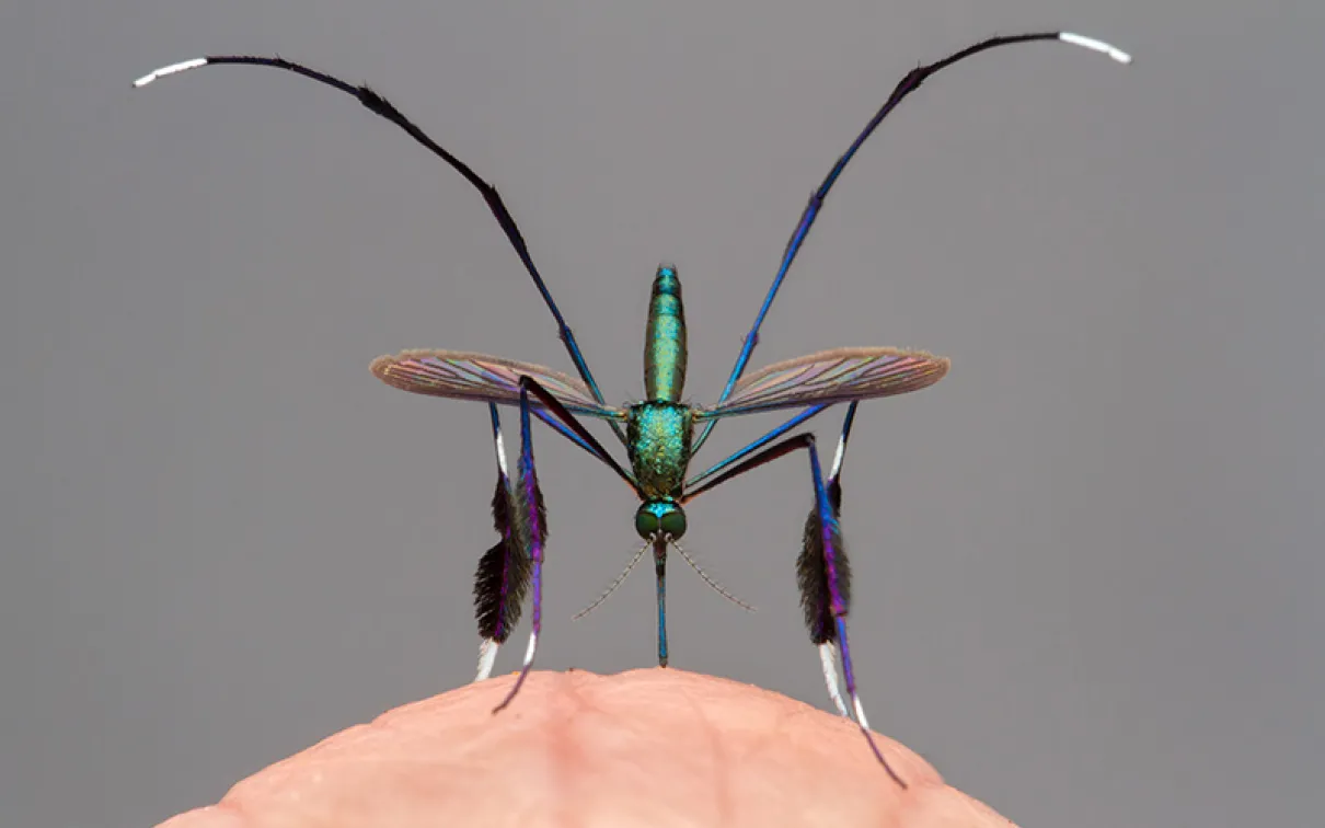 Beautiful bloodsucker © Gil Wizen. Featured in Wildlife Photographer of the Year 2021.
