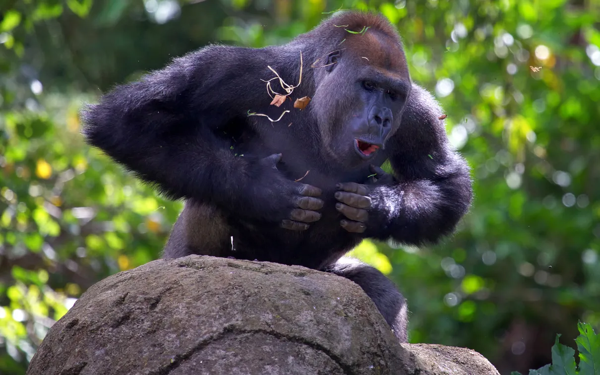 Gorilla beating his chest