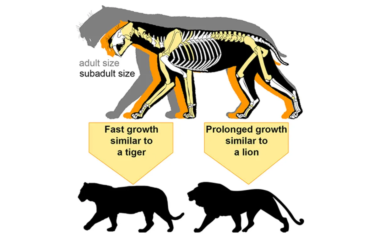 Sabre-toothed cat adult and subadult size comparison.