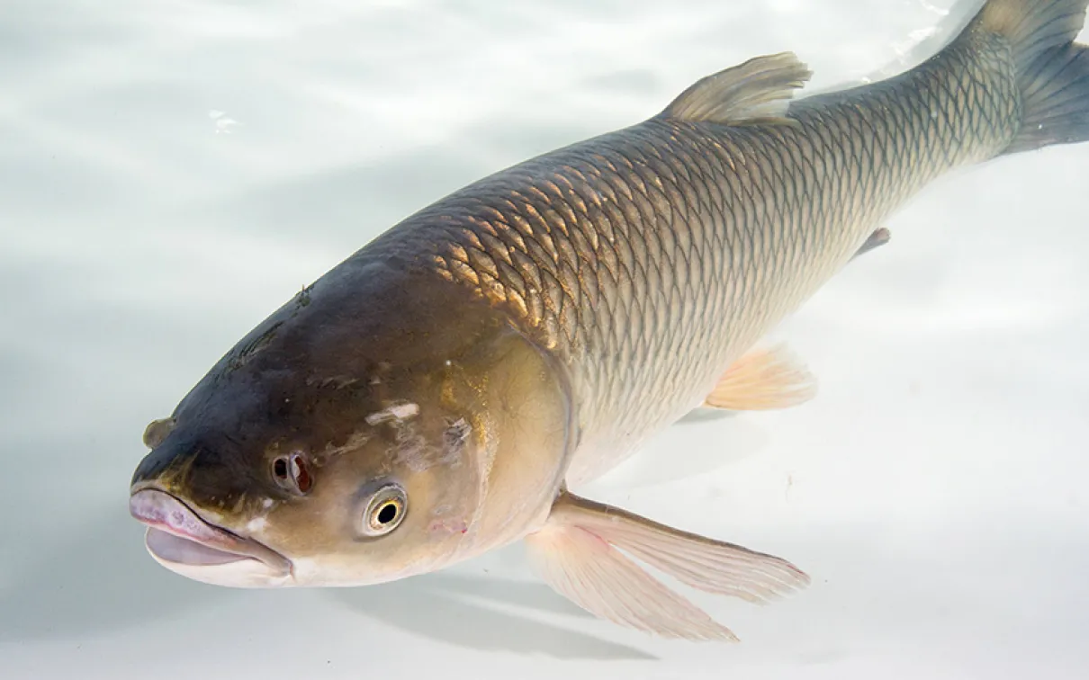 Grass carp