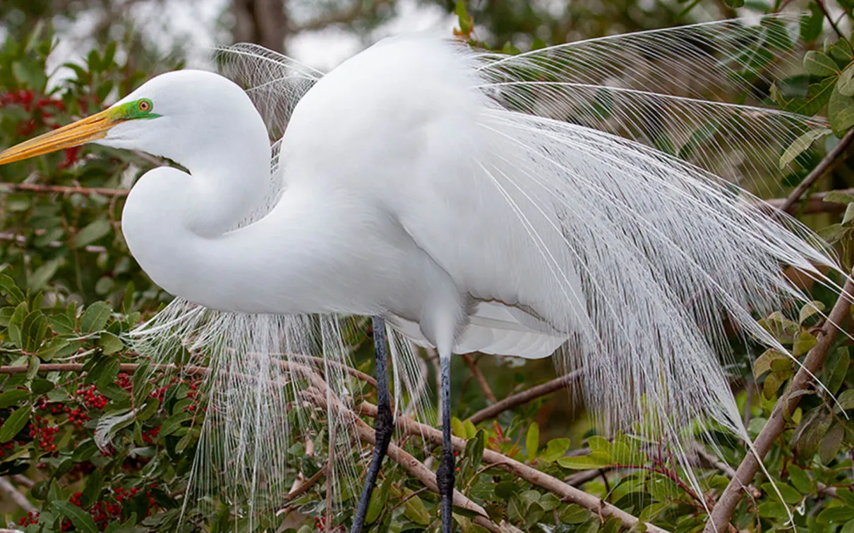 Egrets we have a few.