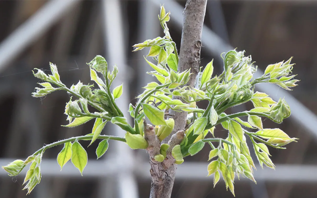 Gymnocladus dioicus.