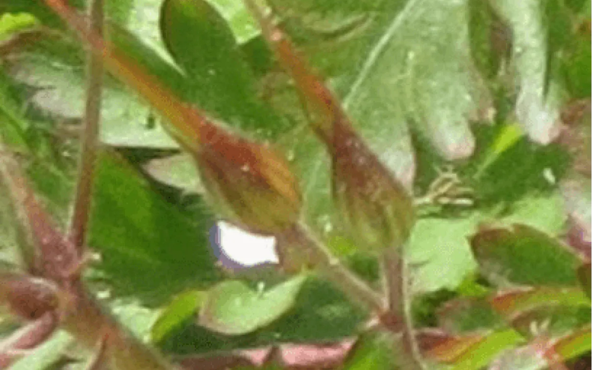 Developing fruit of Herb-Robert with persistent style.