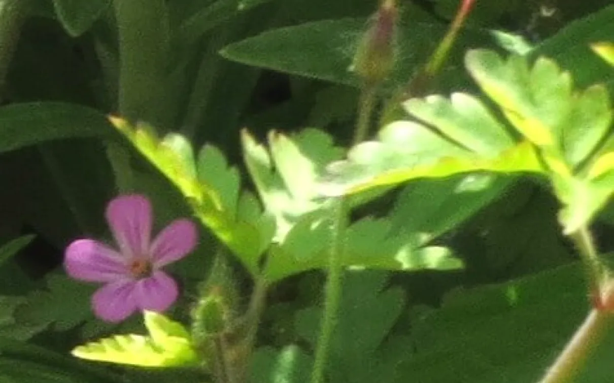 The flowers and developing fruits of Herb-Robert.