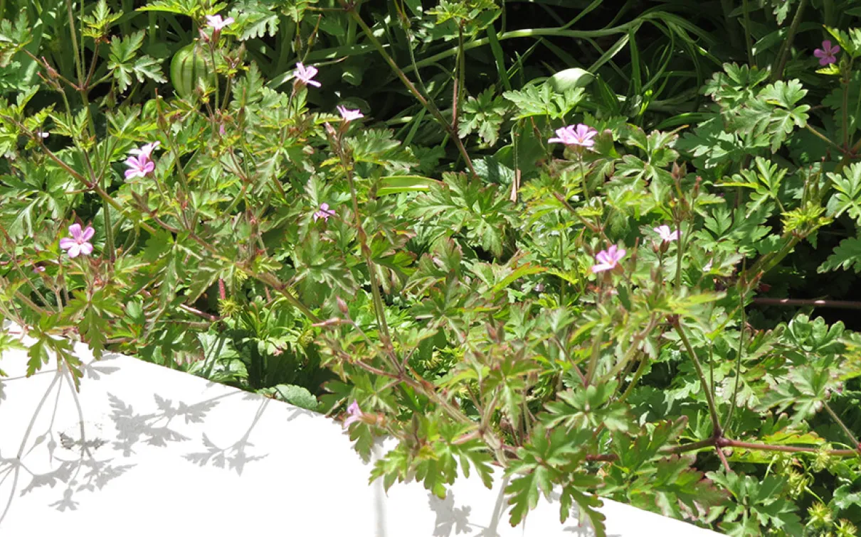 Herb-Robert.