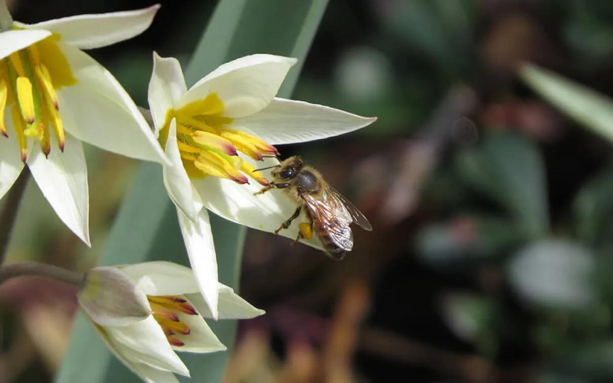 Honey Bee on a pale yellow tulip.