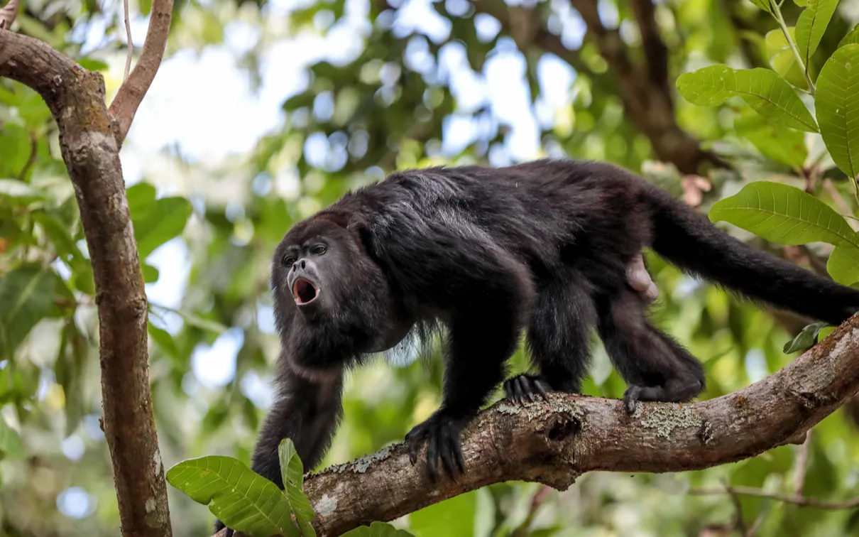 Singe hurleur sur une branche d'arbre