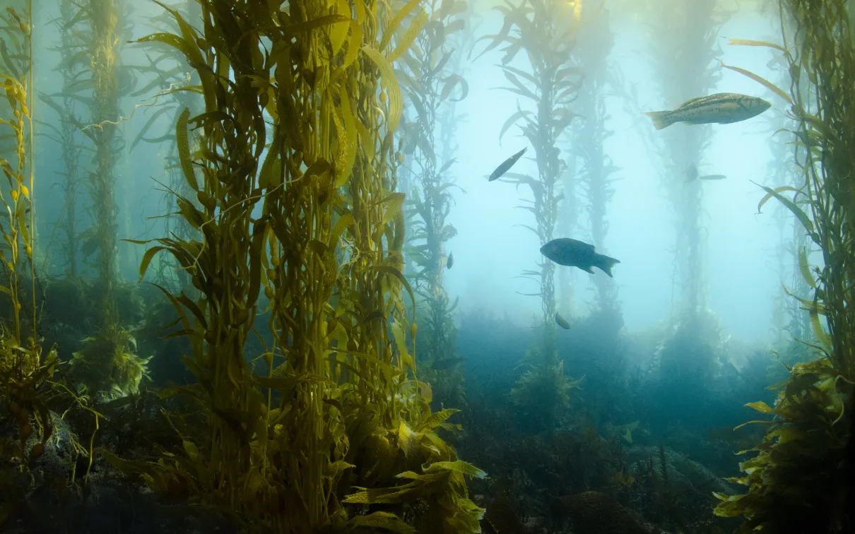 Poissons dans l'océan
