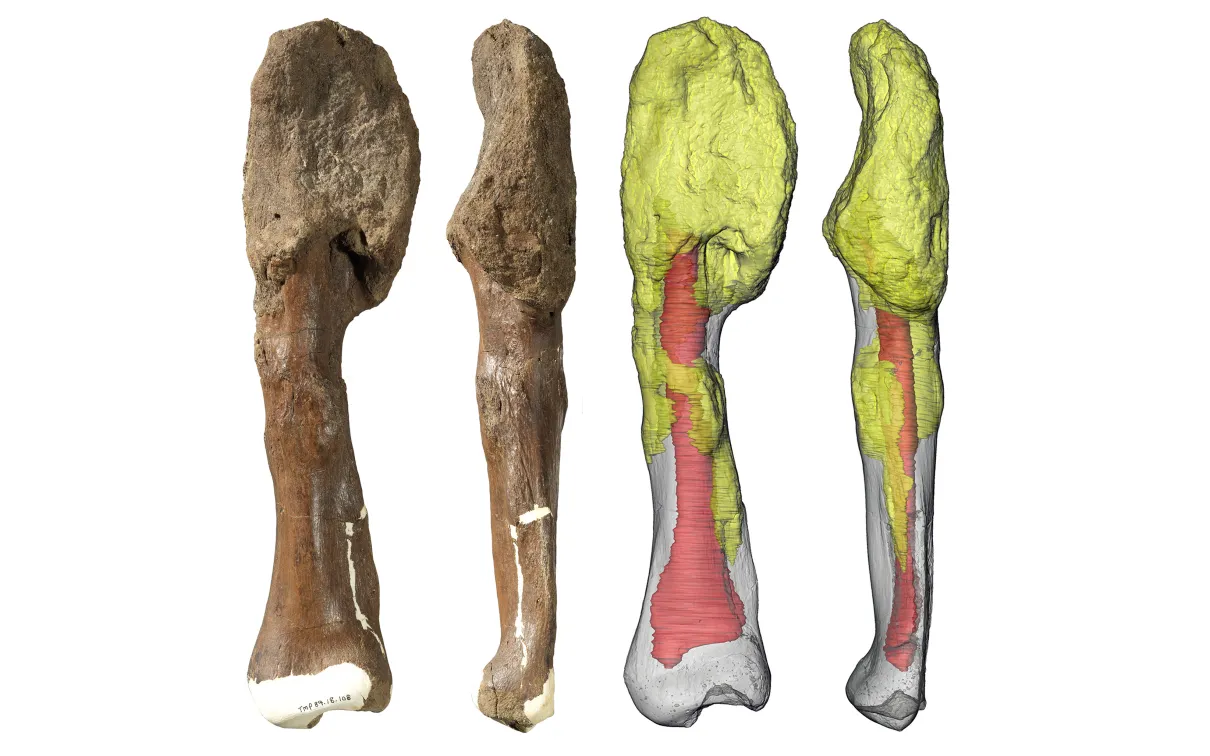 Reconstruction d'un péroné fossile