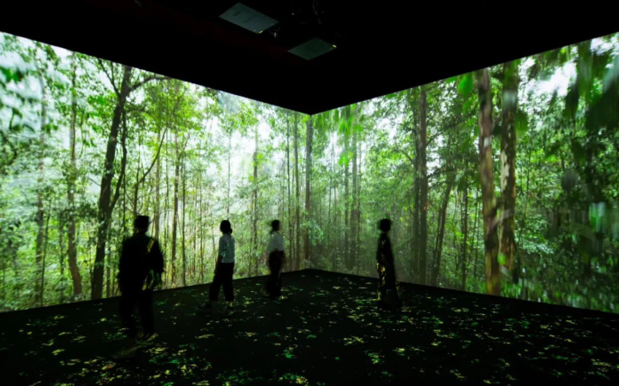 Image: Forest ecosystem projected with visitors watching
