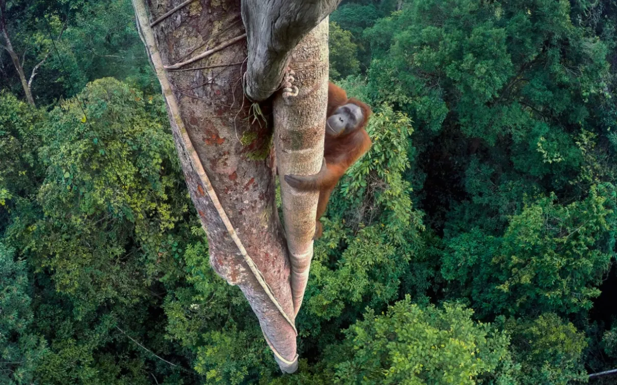 Wildlife Photographer of the Year 2016, Photo d'un singe grimpant à un arbre