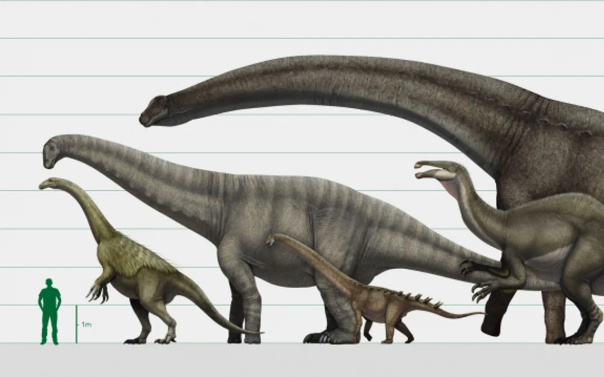Dinosaures Diagramme des différentes espèces de dinosaures.