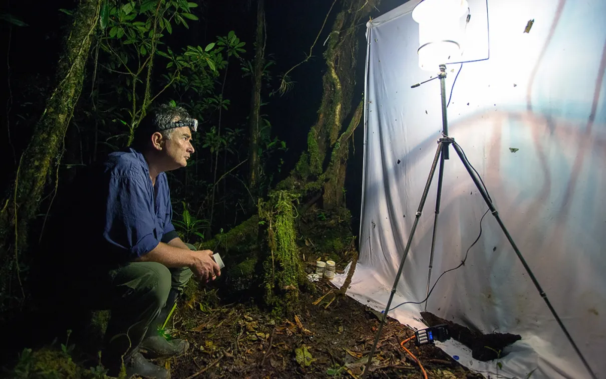 Collecte d'insectes la nuit dans le parc national de Mulu, Malaisie, 2013
