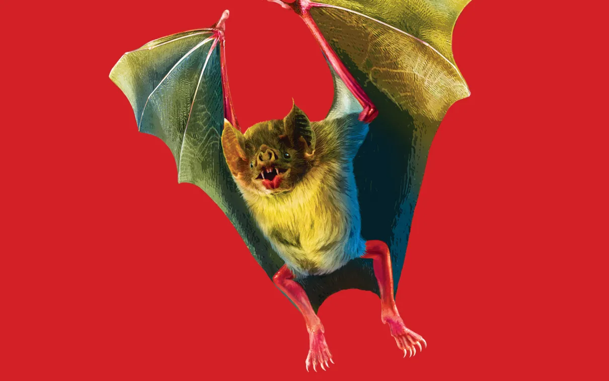 Bat A bat flying and behind it is a red background.