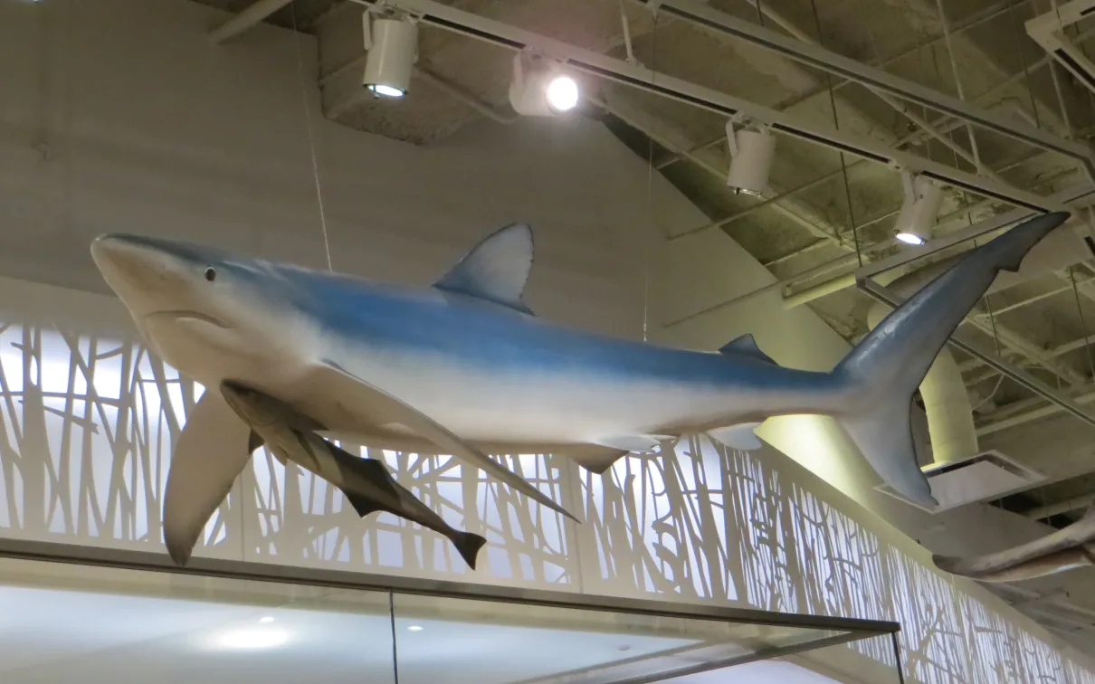 a shark overhead in the Schad gallery