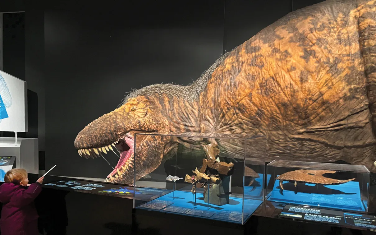 Come face to face with full-size T. rex models.