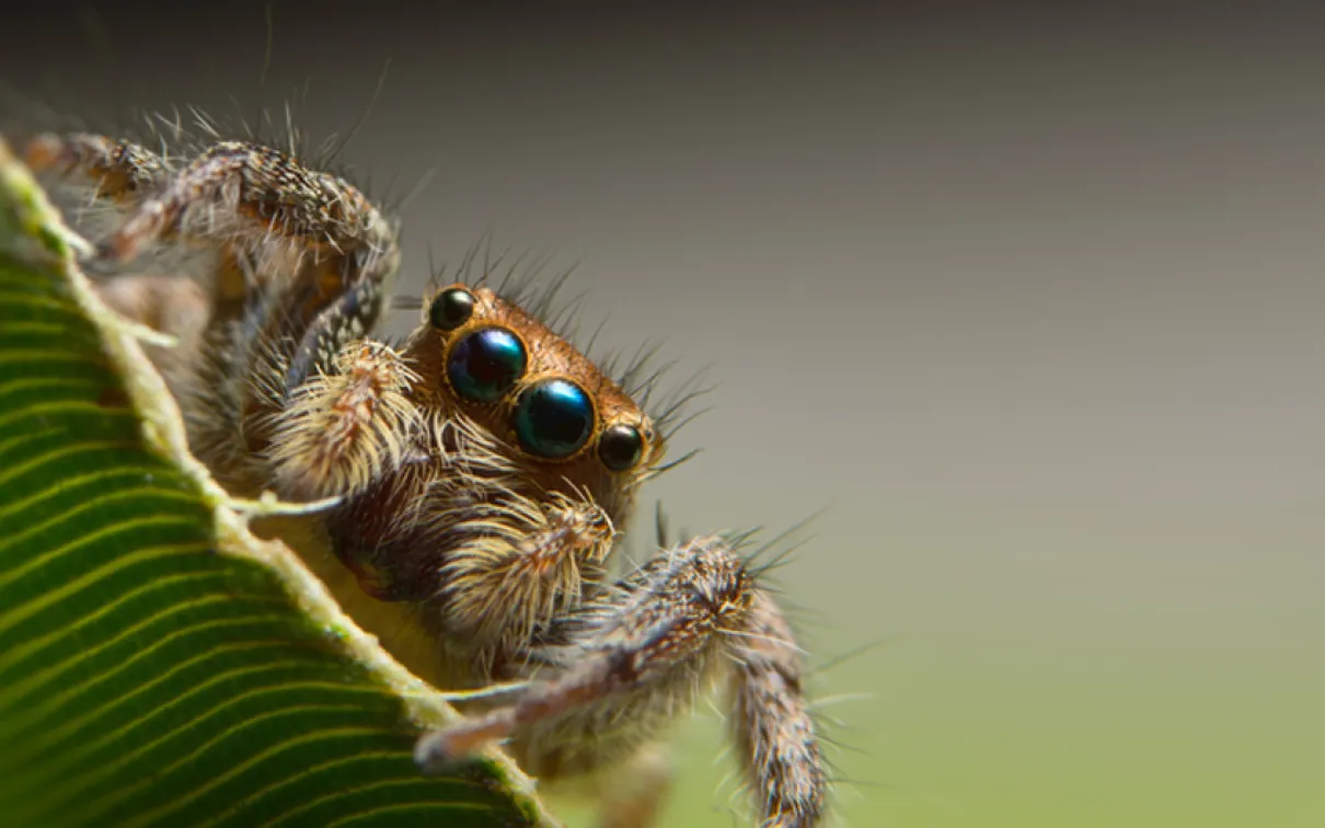 Jumping spider.