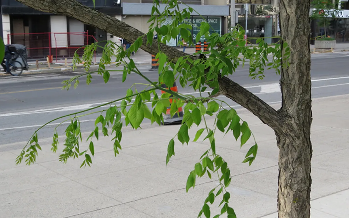 Close-up of Kentucky coffee tree.