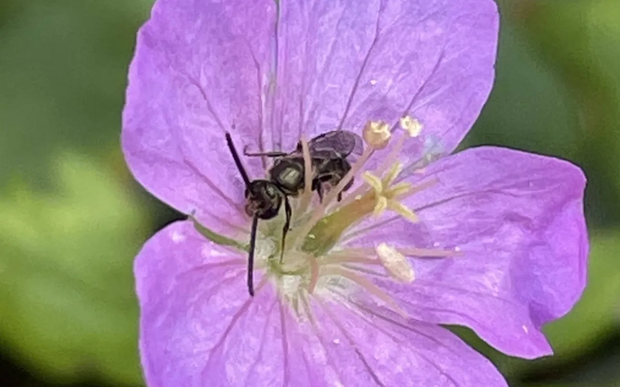 <em>Lasioglossum</em> (Dialictus).