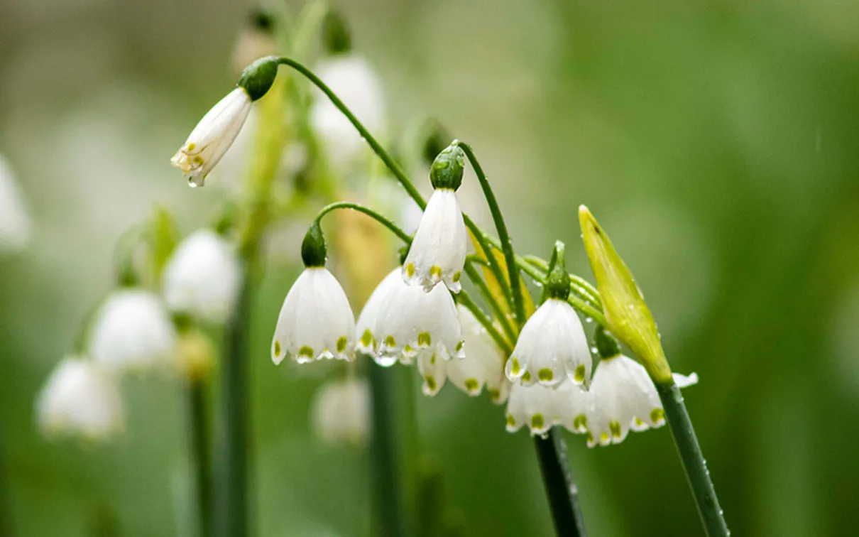 Summer snowflake or Loddon lily.