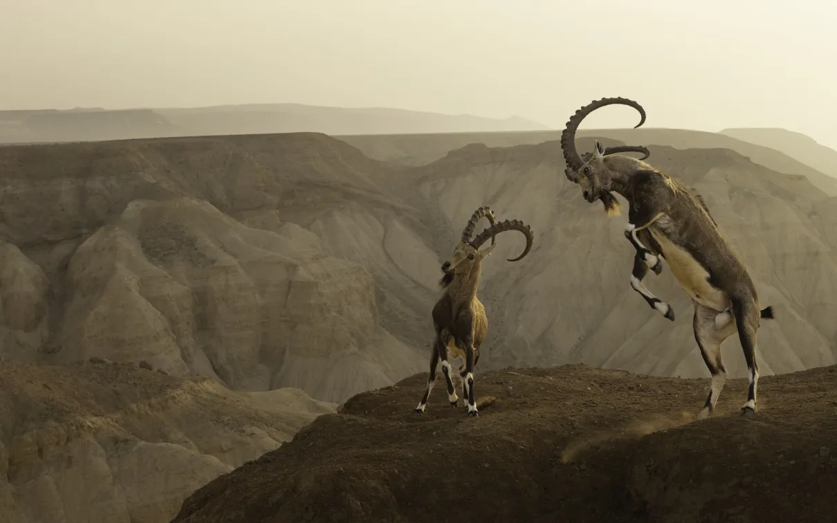 Two rearing Nubian ibex clashing on the edge of an arid clifftop.