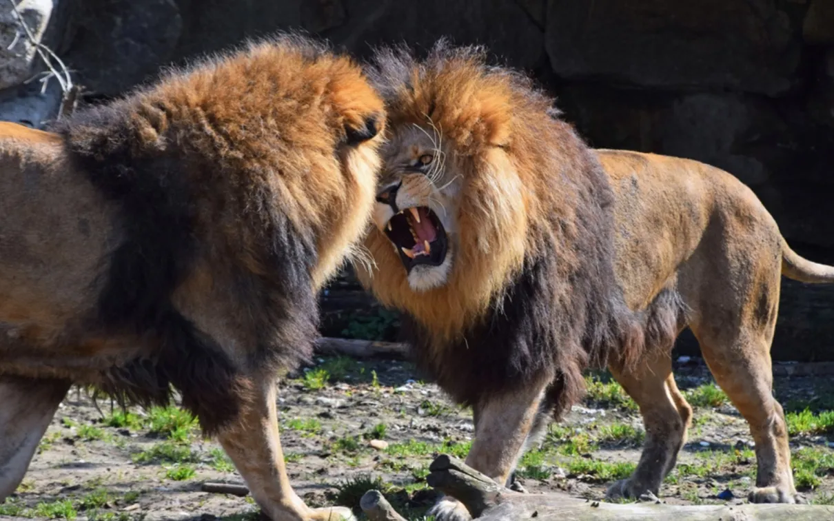 Two male lions roaring at each other.