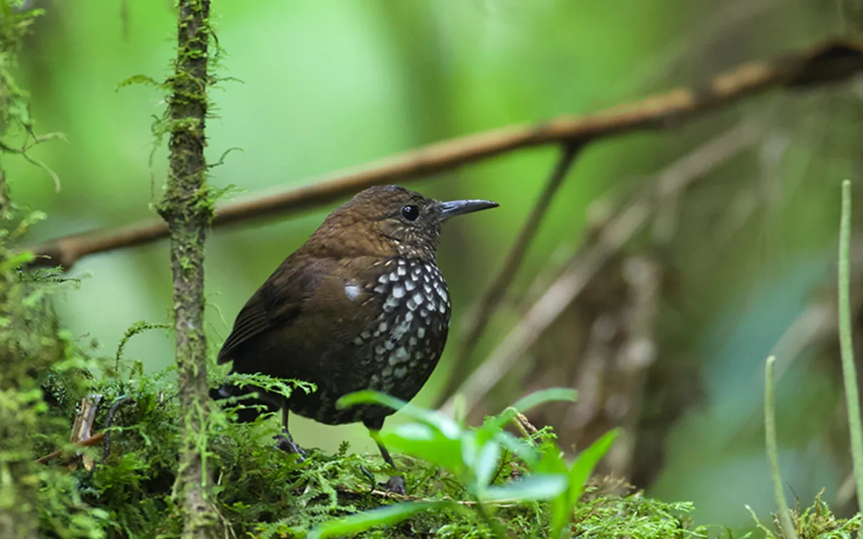 Sharp-tailed Streamcreeper (Lochmias nematura), an elusive member of the suboscine passerines group. Photograph by Mark Peck