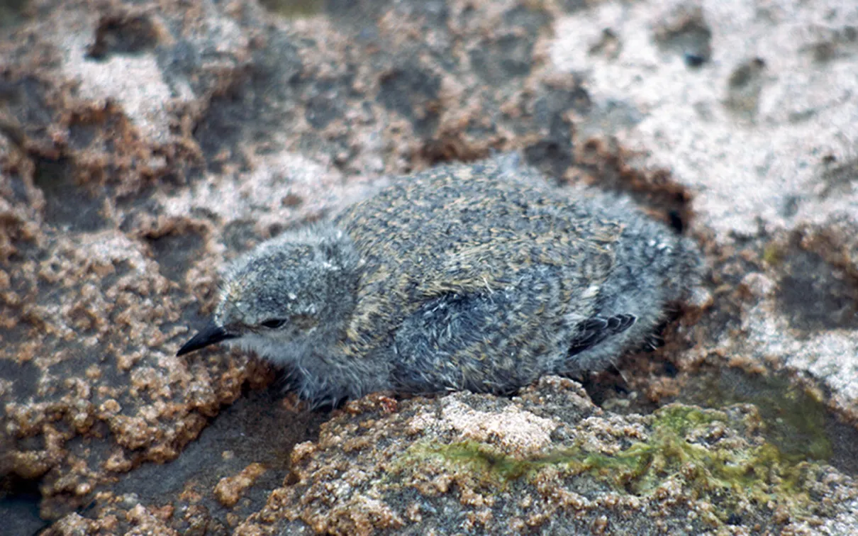 Magellanic Plover.